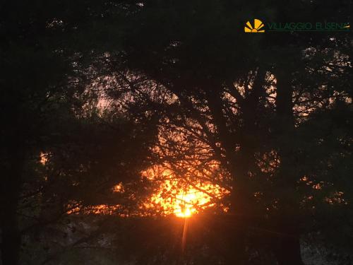 a tree with the sun shining through it at Villaggio Elisena in Vieste