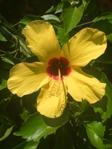 a yellow hibiscus flower with a red center at Pousada Kite Guajiru in Itarema