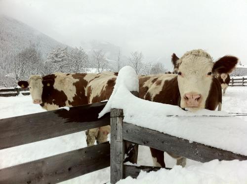 アパートメントの敷地内または近くにいる動物