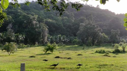 three birds standing in a field with trees in the background at Nature's Hideout Holiday Home in Mirigama