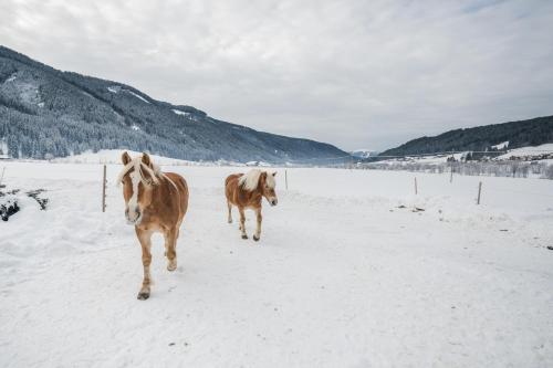 two horses walking down a snow covered field at Pichlerhof in Valle Di Casies
