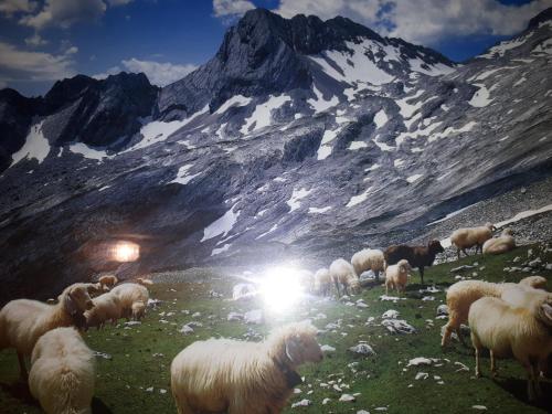 eine Herde Schafe, die auf einem Berg weiden in der Unterkunft Gasthof zum Rassen in Garmisch-Partenkirchen