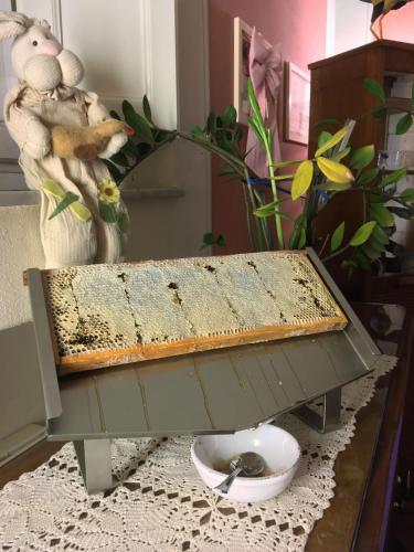a tray of bees on top of a table at Hotel Diana & Depandance in Lucca