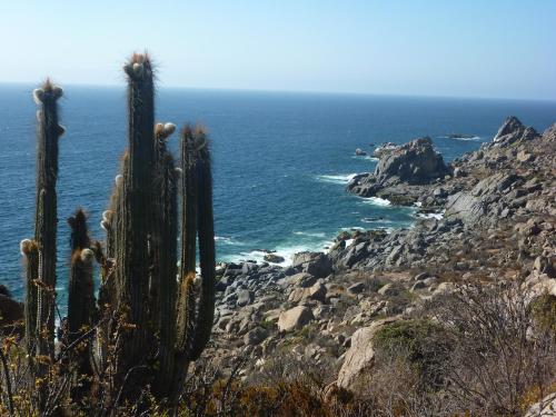 a group of cacti on a cliff near the ocean at Cabaña Ecológica Trotamundos in Coquimbo