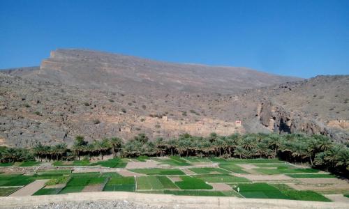 a field with palm trees and a mountain in the background at Al Hamra Guest House in Al Ḩamrāʼ