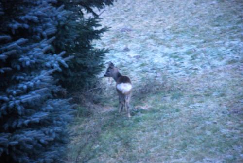 a coyote standing in a field next to a tree at Natura Apartamenty in Swaderki