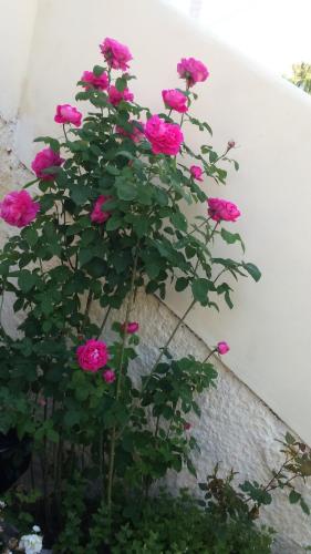 Gallery image of Rose Garden Rooms in Moraitika