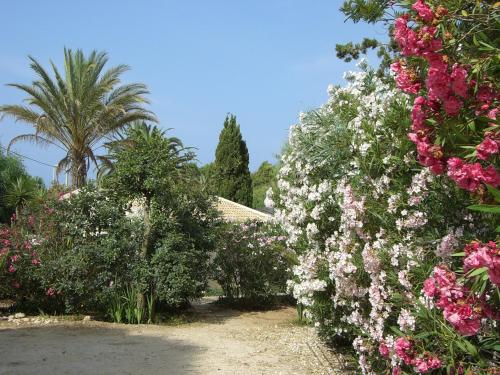 a garden with pink and white flowers and palm trees at La Perla di Sicilia in Marina di Modica