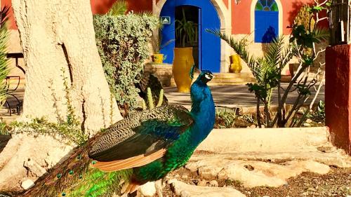 a peacock standing in front of a house at Camping & Hôtel Le Calme in Essaouira