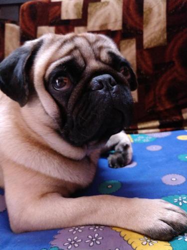 a small pug dog laying on the floor at Hilias Retreat in Palolem