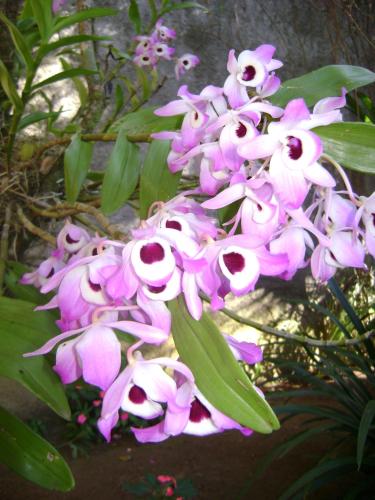 a bunch of purple flowers with green leaves at Pousada Arte de Viver in Lumiar