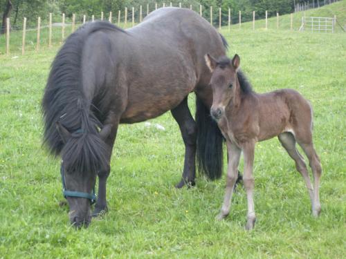 a large horse and a baby horse standing in a field at Skjerping gård in Lonevåg