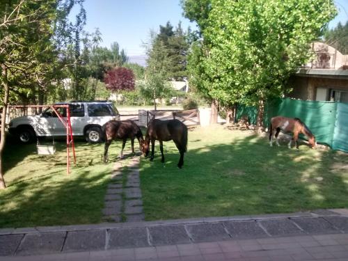 a group of horses grazing in a yard at Casa de montaña, valle del sol, potrerillos, Mendoza in Mendoza