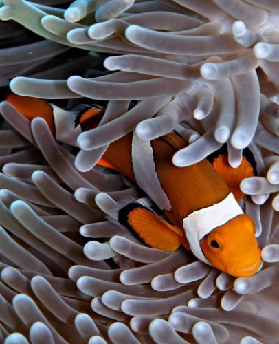 a group of clown fish swimming in an anemostriction gmaxwell at Olhumathi View Inn in Ukulhas