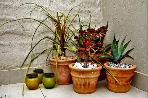 a group of potted plants sitting next to a wall at Graceland Eco Retreat in Magoebaskloof