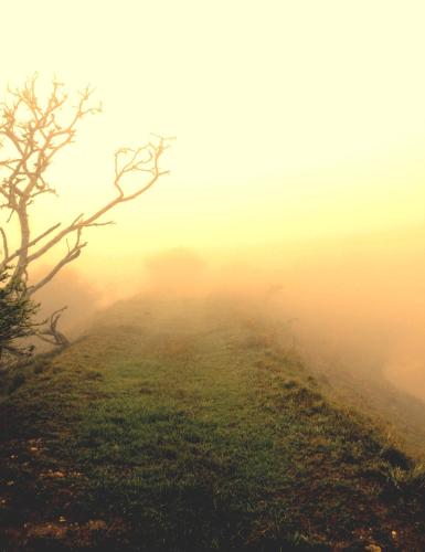 a misty hillside with two trees in the foreground at Graceland Eco Retreat in Magoebaskloof