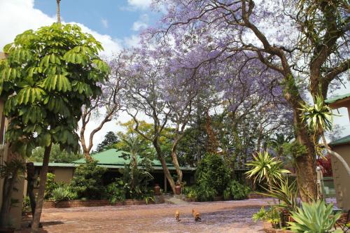 a group of trees with purple flowers in a yard at African Roots Guest House in Polokwane