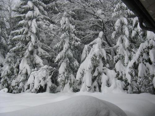 a group of trees covered in snow at Landhaus Mooslechner in Radstadt