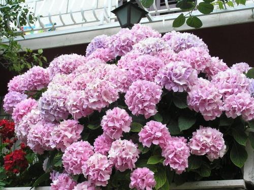 a bunch of pink flowers in front of a building at Apartments Radis in Zaton