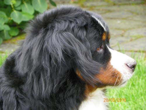 a black and white dog sitting in the grass at Chambres d'hôtes du Perray in Candé