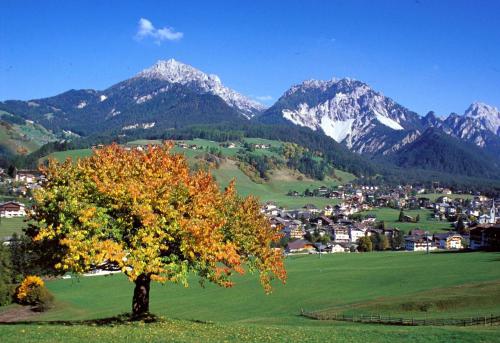 a tree in a field with mountains in the background at Alpine Chalet Sauter in San Vigilio Di Marebbe