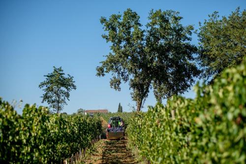 a boat in the middle of a field of trees at Agriturismo Podere La Rocca in Abbadia di Montepulciano