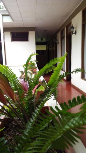 Fotografie z fotogalerie ubytování Hotel Arbol Dorado v destinaci San Gerardo