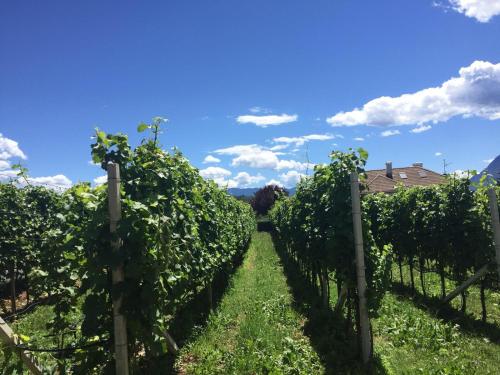 a row of vines in a winery at Lochererhof in Appiano sulla Strada del Vino