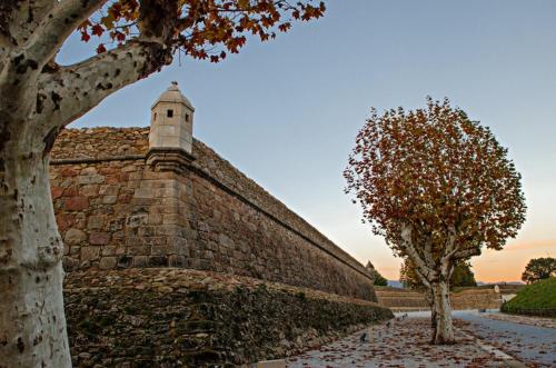 a brick wall with a tree next to it at Apartamento da Estação in Monção