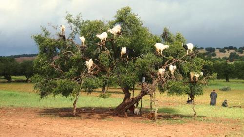 a group of goats standing on top of a tree at Camping & Hôtel Le Calme in Essaouira