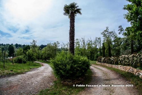 a palm tree next to a dirt road at Agriturismo Parco Campofelice in Lombardore