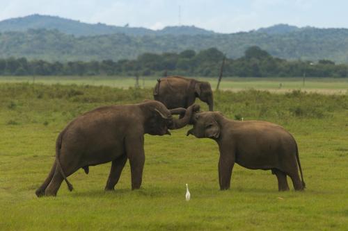 three elephants playing with each other in a field at Surfpoint Sri Lanka Kite Village in Kalpitiya
