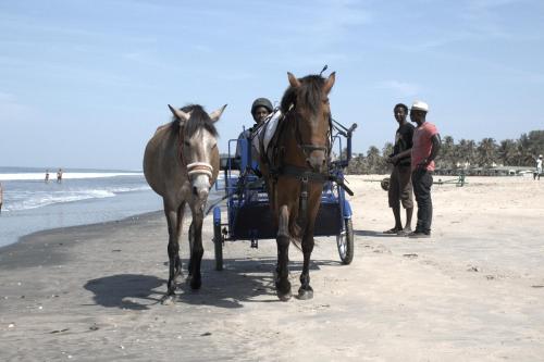 two horses pulling a carriage on the beach at Kunta Kinteh Beach Complex in Kotu