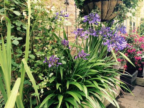 a bunch of purple flowers in a garden at The Ormond At Tetbury in Tetbury