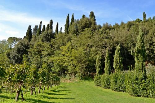 a field of trees and a field of grass at Cevoli Country Resort in Lari