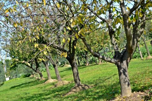 a group of trees in a grassy field at Cevoli Country Resort in Lari