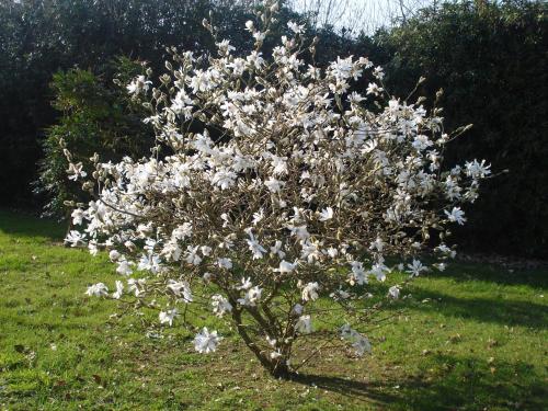 a tree with white flowers in the grass at Le Rocher du Samoyède in Dirinon