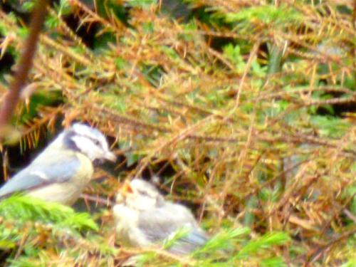 two birds standing next to each other in the grass at Hotel Alegria in Bruges