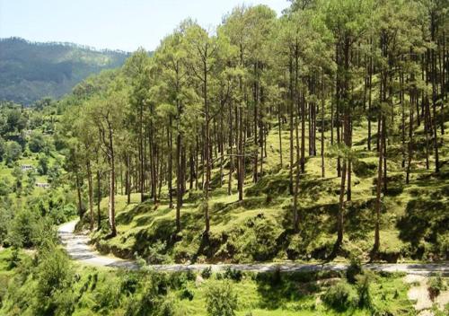 a river in the middle of a forest at Uttarakhand resort in Kausani