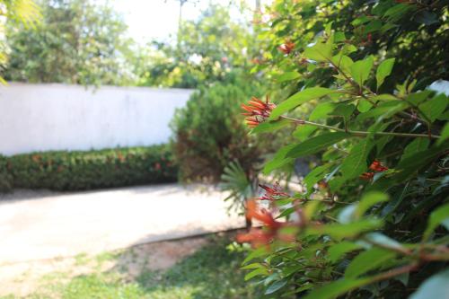 a garden with a sidewalk and a bush with red flowers at Natures Bliss Holidays in Ja-Ela