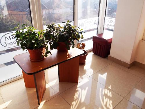 two potted plants sitting on a table in front of a window at Asia Hotel in Târgu Jiu
