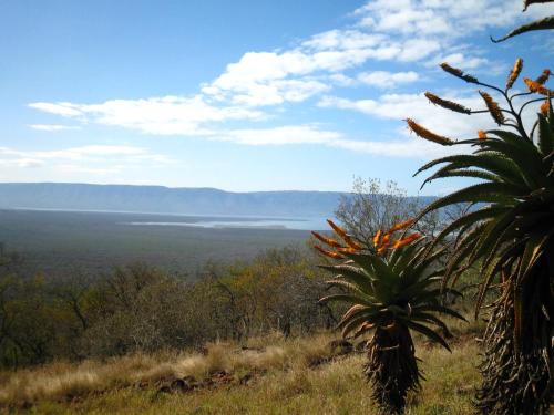 a palm tree on a hill with a view of the ocean at Shayamoya Tiger Fishing and Game Lodge in Pongola Game Reserve