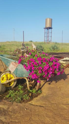 a bunch of pink flowers on top of a wheelbarrow at Forest Hill Country Lodge in Piet Retief