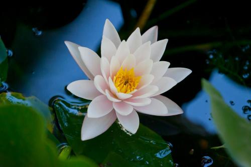 a white water lily sitting in a pond at Lirma B&B in Cefalù