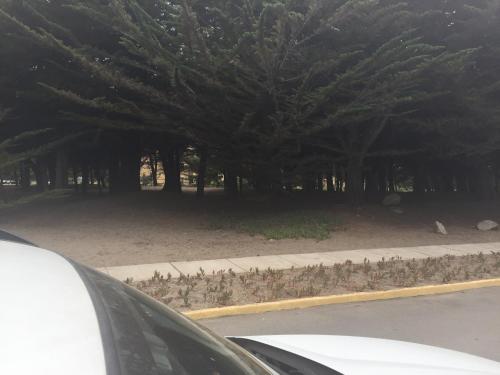 a bunch of birds sitting on the side of a road at Ilimay in Las Cruces