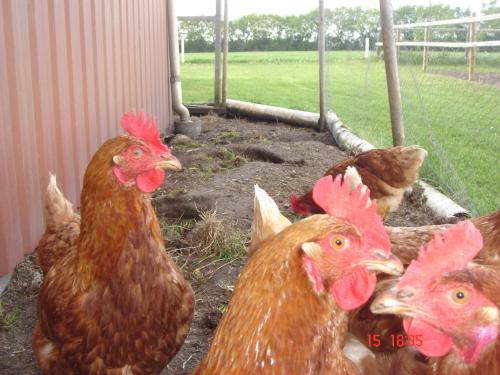 Altri animali domestici presso l'appartamento o nei dintorni