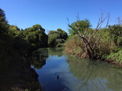 a river with a tree in the middle at Manwood Lodge in Rosetta