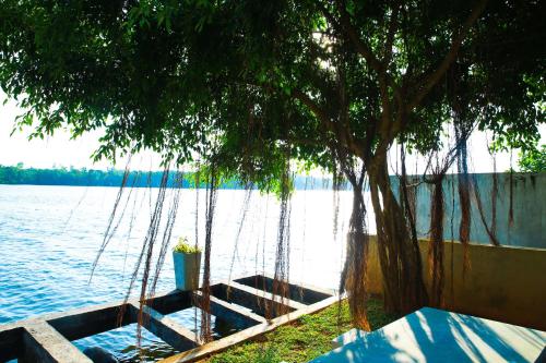 a swing hanging from a tree next to a body of water at Bentota River Villa in Bentota