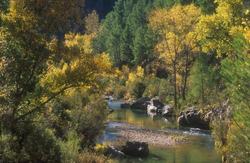 a river in the middle of a forest at Casas Rurales Tio Frasquito y Cleto in Yeste
