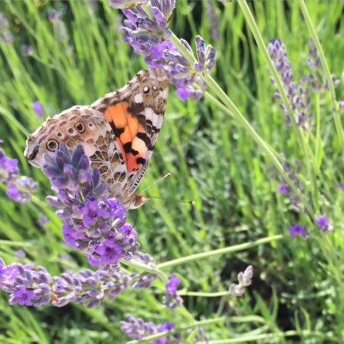 Animales en el bed & breakfast o alrededores